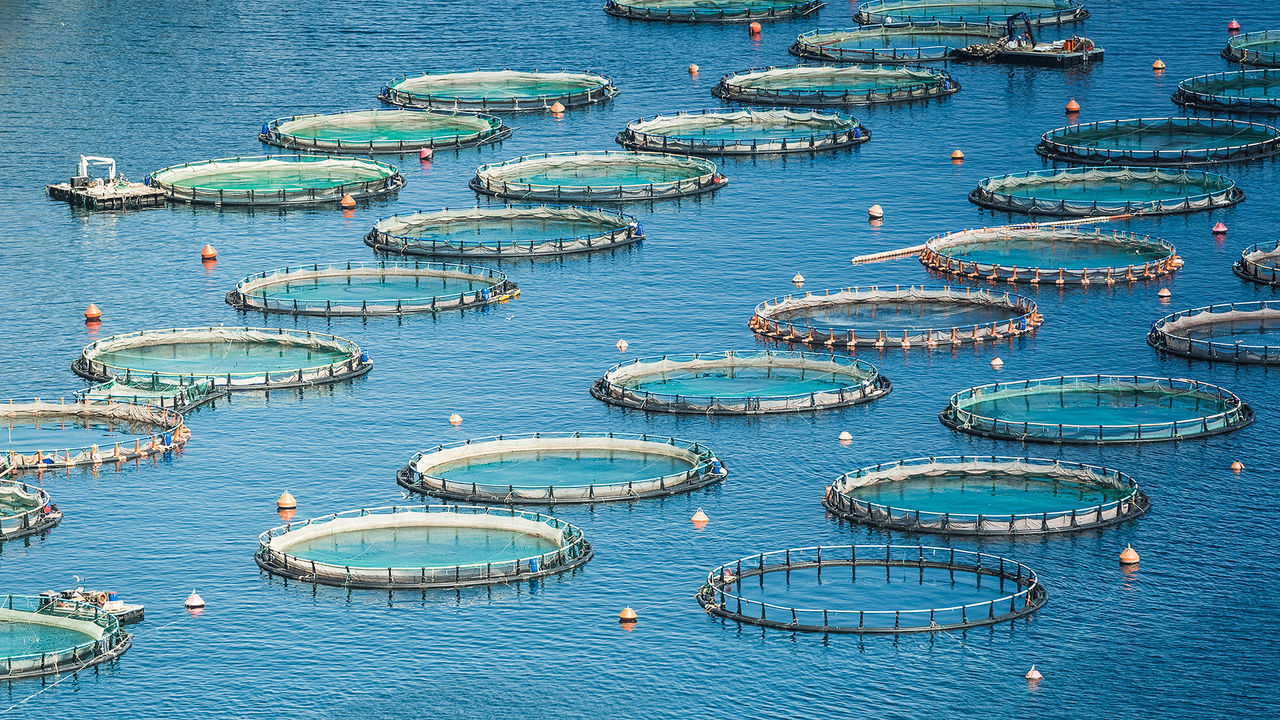 Fish farm in the sea - aquaculture