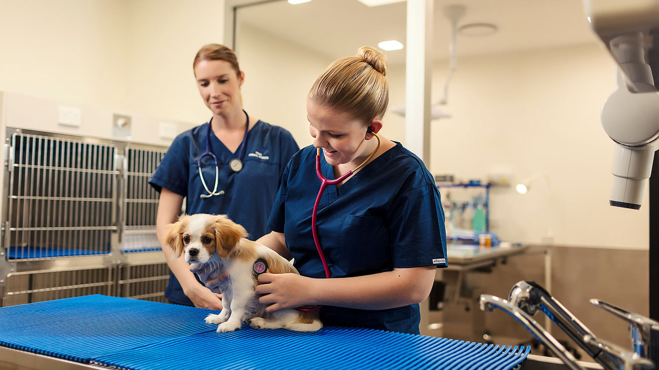 TAFE Queensland pet grooming salon for animal studies students