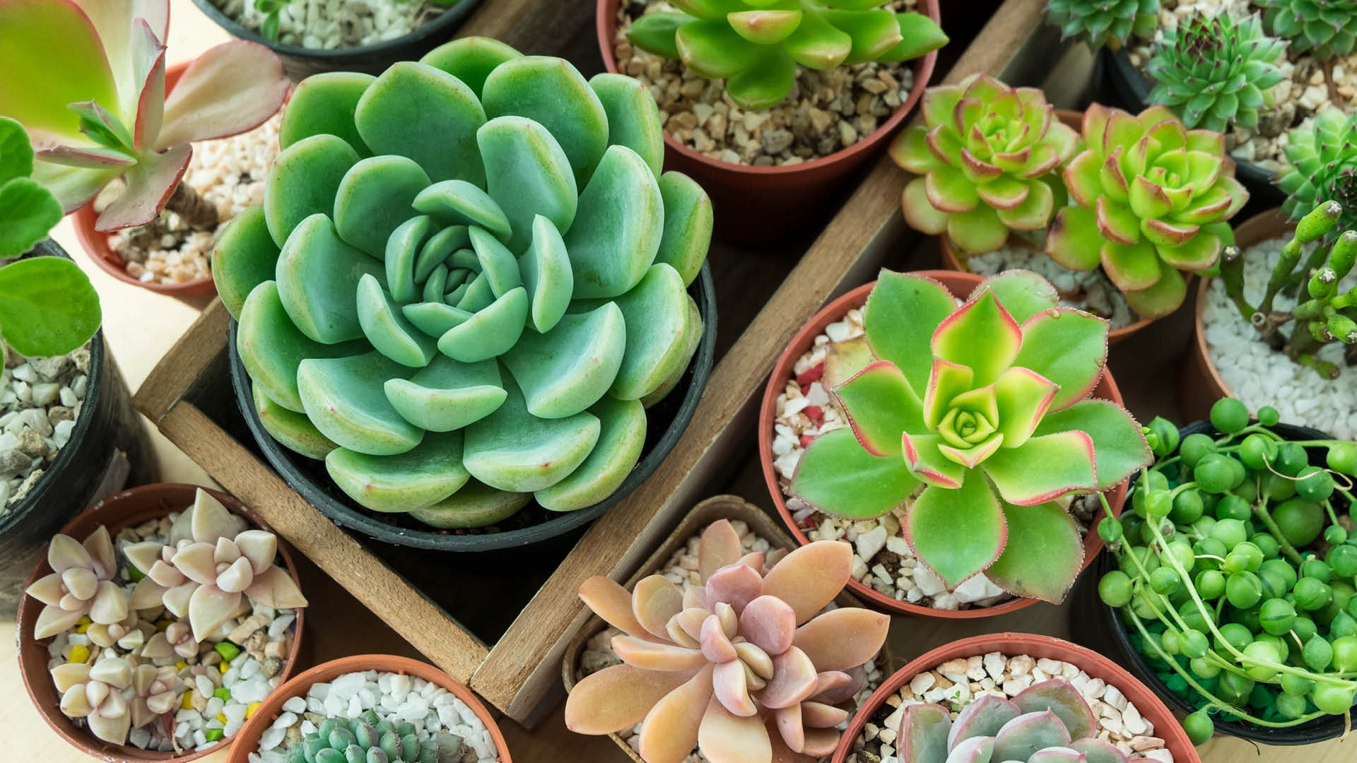 Plant