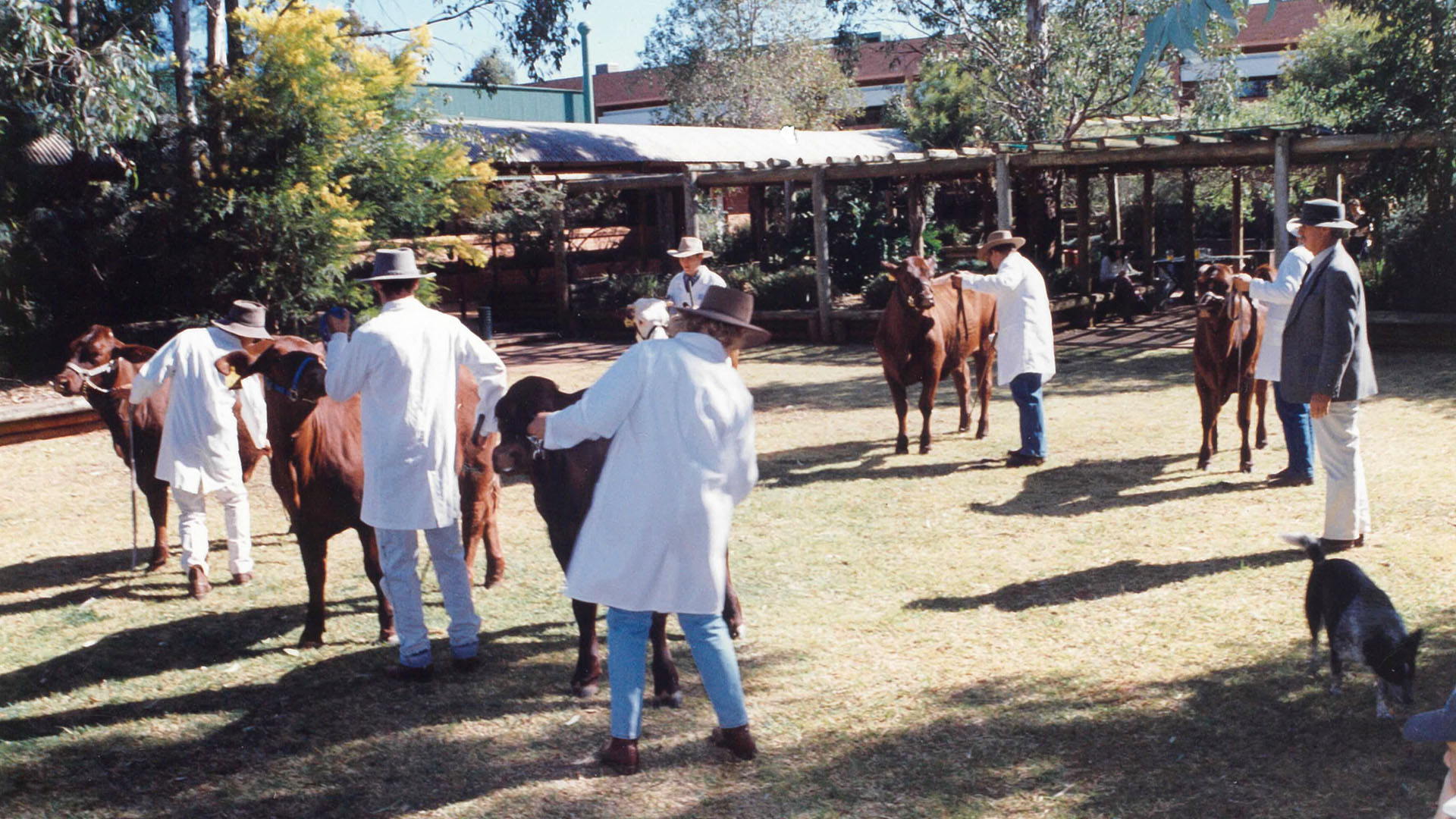 The rural program operated a Santa Gertrudis stud and a Hereford stud