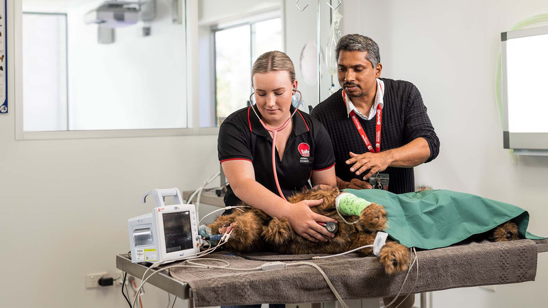Veterinary Clinic - Animal Studies | TAFE Queensland
